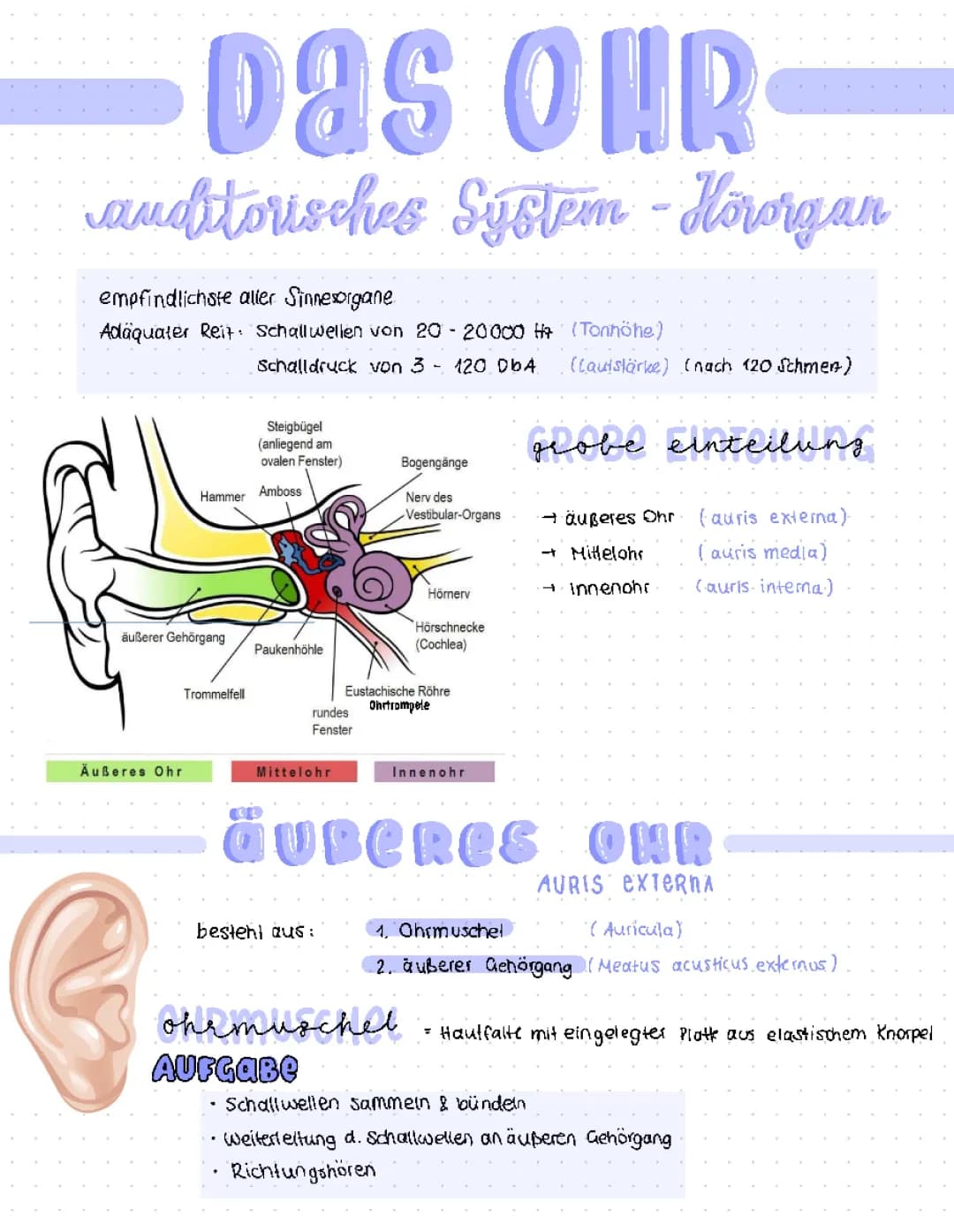 Auditorisches System - das Ohr