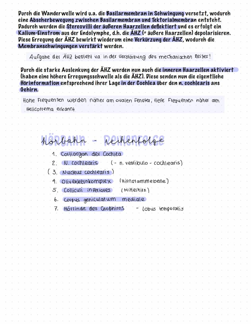 Das OHR
auditorisches System - Hororgan
empfindlichste aller Sinnesorgane
Adäquater Reit Schallwellen von 20 - 20000 H7 (Tonhöhe)
äußerer Ge