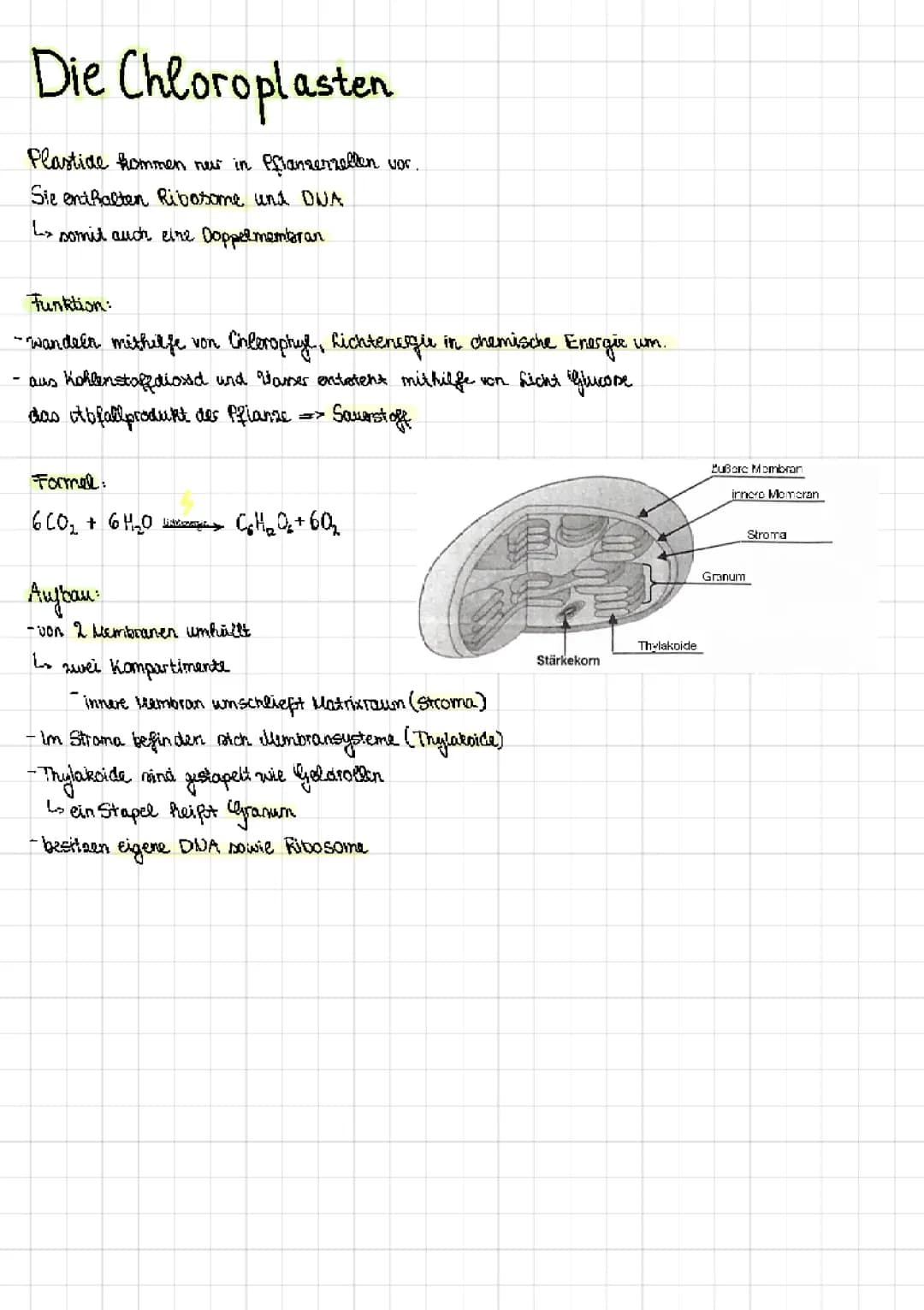 Chloroplasten 