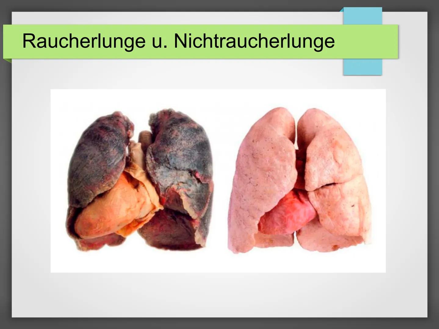 1. Aufbau einer Zigarette
Tabak und Tabakzusatzstoffe
Zigarettenpapier
Handout: Rauchen
Klebstoff
Druckfarben
Filterklebstoff
Filterumhüllun