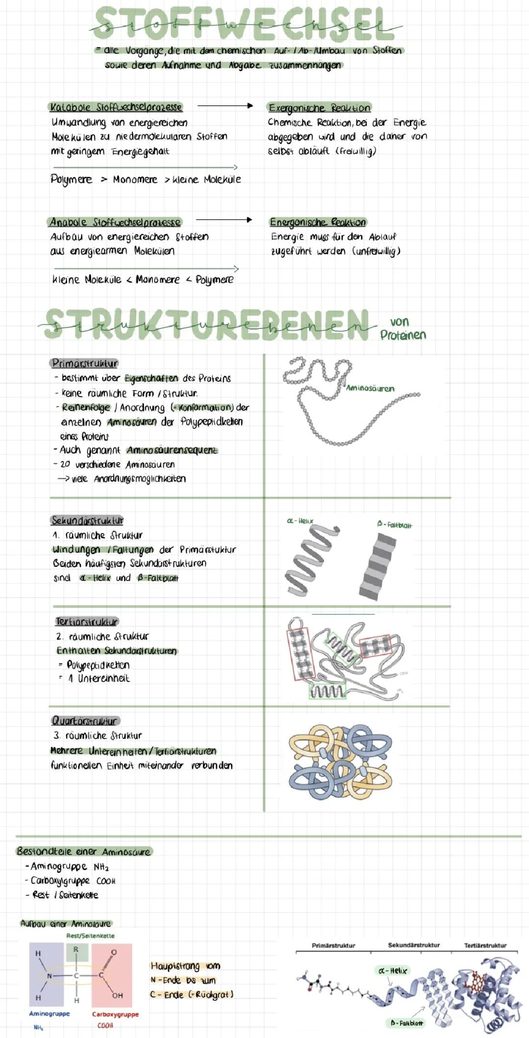 Anabolismus und Katabolismus einfach erklärt: Beispiele und Symptome