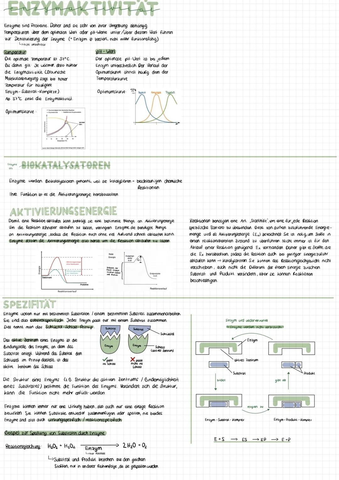 Katabole Stoffwechselprozesse
Umwandlung von energiereichen
Molekülen zu niedermolekularen Stoffen
mit geringem Energiegehalt
Polymere > Mon