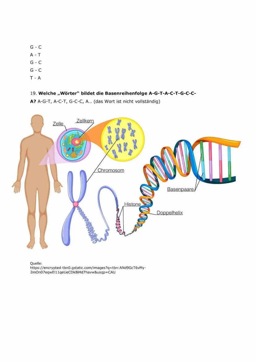 Antworten für die Fragen zum Aufbau der Chromosomen und der DNA
1. In welchem Zellorganell befinden sich die Chromosomen?
Die Chromosomen be