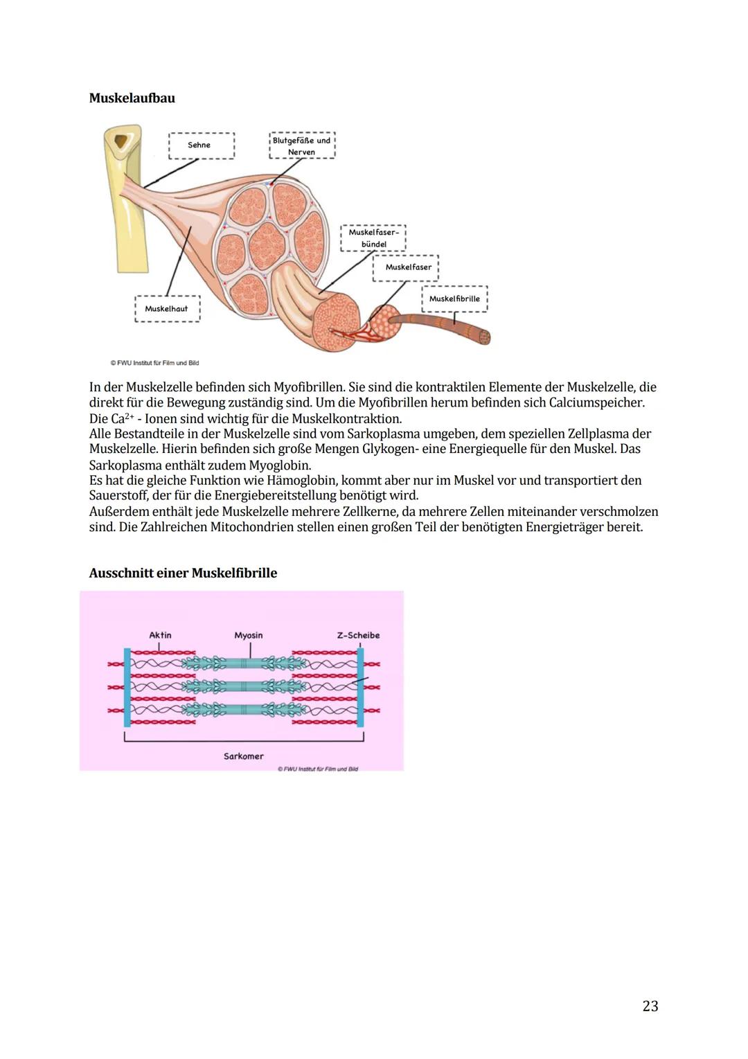 Sport Lernzettel Abitur
1. Themenfeld ,,Bewegungsanalyse"
Biomechanik Definition:
Die Biomechanik des Sports dient zur Beschreibung und Erkl