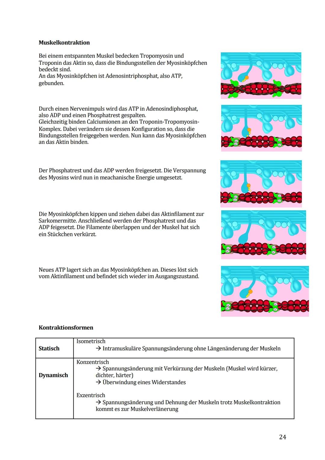 Sport Lernzettel Abitur
1. Themenfeld ,,Bewegungsanalyse"
Biomechanik Definition:
Die Biomechanik des Sports dient zur Beschreibung und Erkl