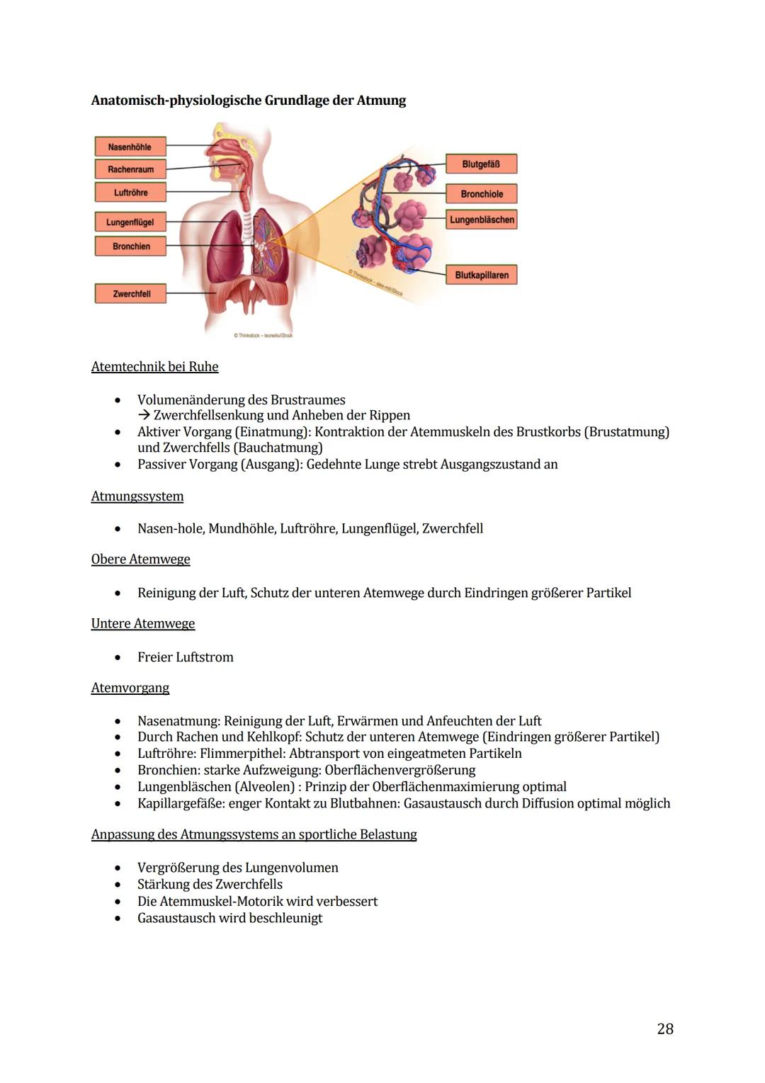 Sport Lernzettel Abitur
1. Themenfeld ,,Bewegungsanalyse"
Biomechanik Definition:
Die Biomechanik des Sports dient zur Beschreibung und Erkl