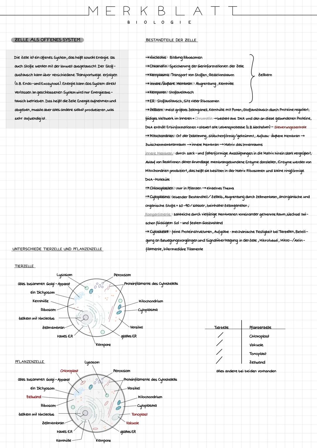 CYTOLOGIE
BAU PROCYTE UND EUCYTE
Procyte
Die Zelle der Prokaryoten (=Procyte) besitzt keinen Zellkern.
Die meisten Prokaryolen sind Einzelle