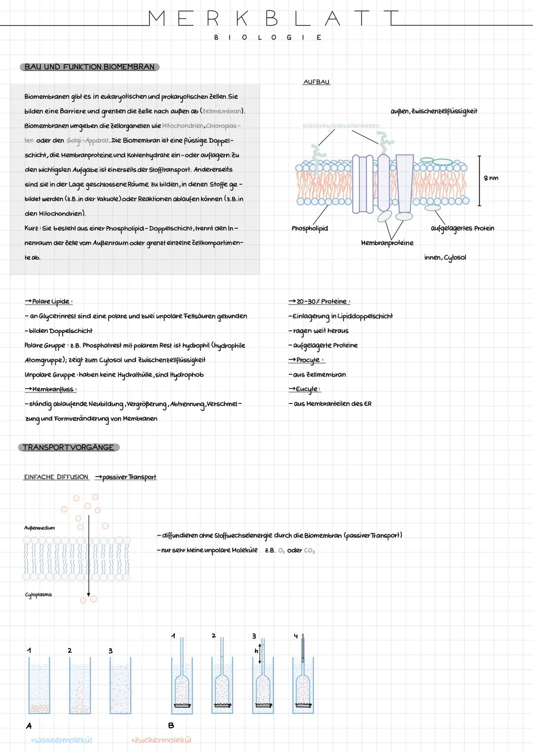 CYTOLOGIE
BAU PROCYTE UND EUCYTE
Procyte
Die Zelle der Prokaryoten (=Procyte) besitzt keinen Zellkern.
Die meisten Prokaryolen sind Einzelle