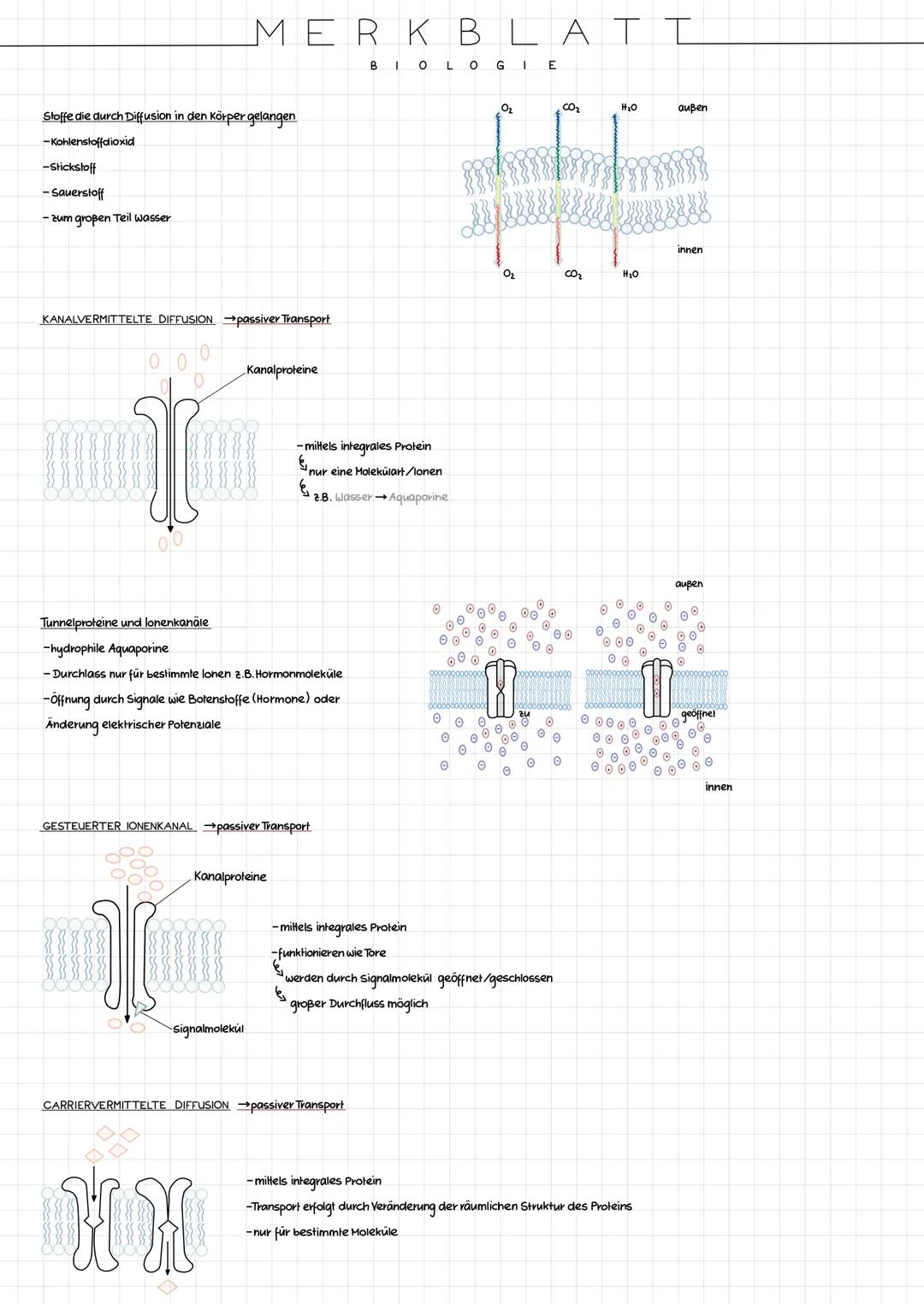 CYTOLOGIE
BAU PROCYTE UND EUCYTE
Procyte
Die Zelle der Prokaryoten (=Procyte) besitzt keinen Zellkern.
Die meisten Prokaryolen sind Einzelle