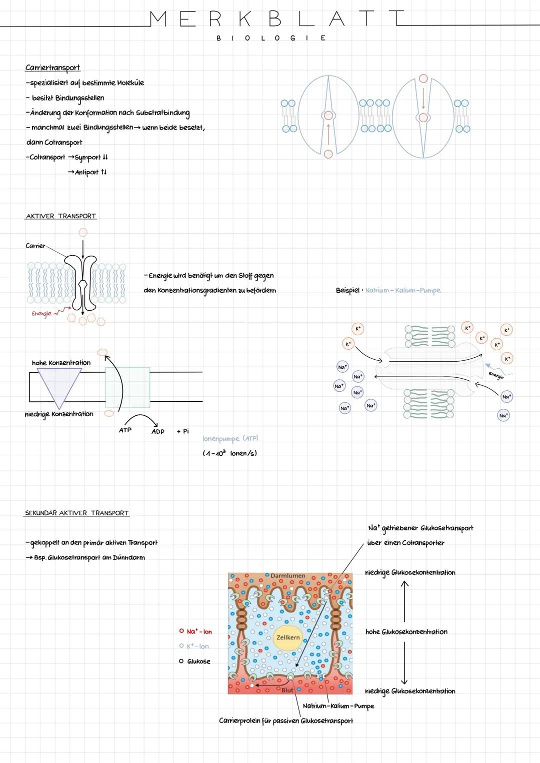 CYTOLOGIE
BAU PROCYTE UND EUCYTE
Procyte
Die Zelle der Prokaryoten (=Procyte) besitzt keinen Zellkern.
Die meisten Prokaryolen sind Einzelle