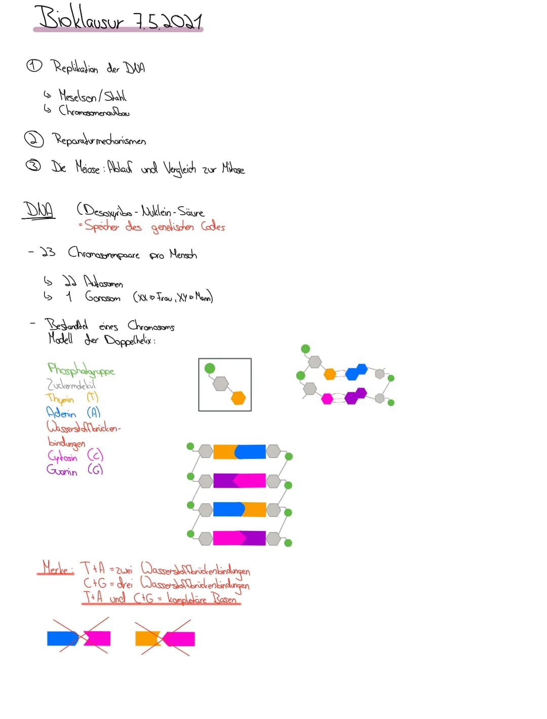 Bioklausur 7.5.2021
® Replikation der DUA
Meselson / Stahl
↳ Chromosomenaufbau
Reparatur mechanismen
Die Meiose: Ablauf und Vergleich
DUA
(D