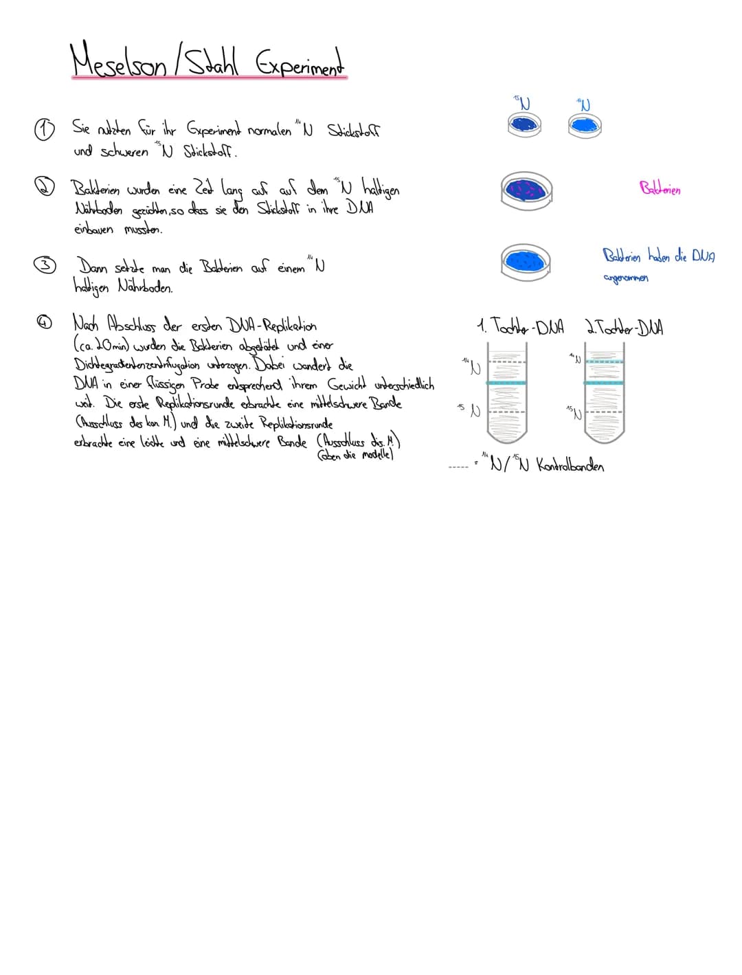 Bioklausur 7.5.2021
® Replikation der DUA
Meselson / Stahl
↳ Chromosomenaufbau
Reparatur mechanismen
Die Meiose: Ablauf und Vergleich
DUA
(D