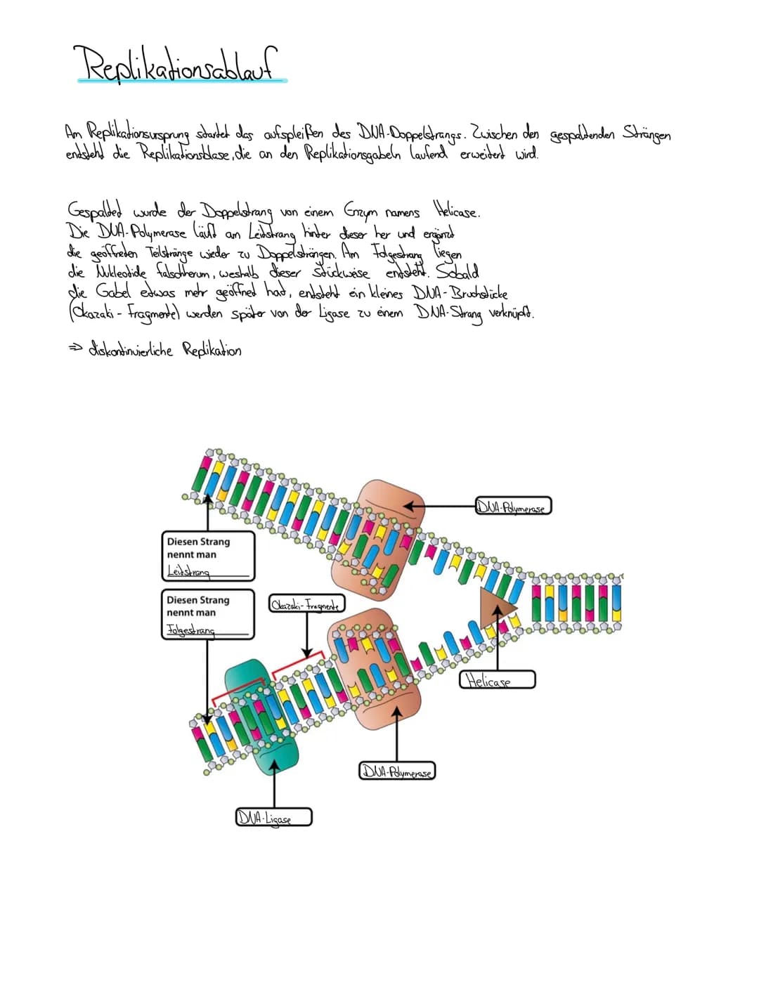 Bioklausur 7.5.2021
® Replikation der DUA
Meselson / Stahl
↳ Chromosomenaufbau
Reparatur mechanismen
Die Meiose: Ablauf und Vergleich
DUA
(D