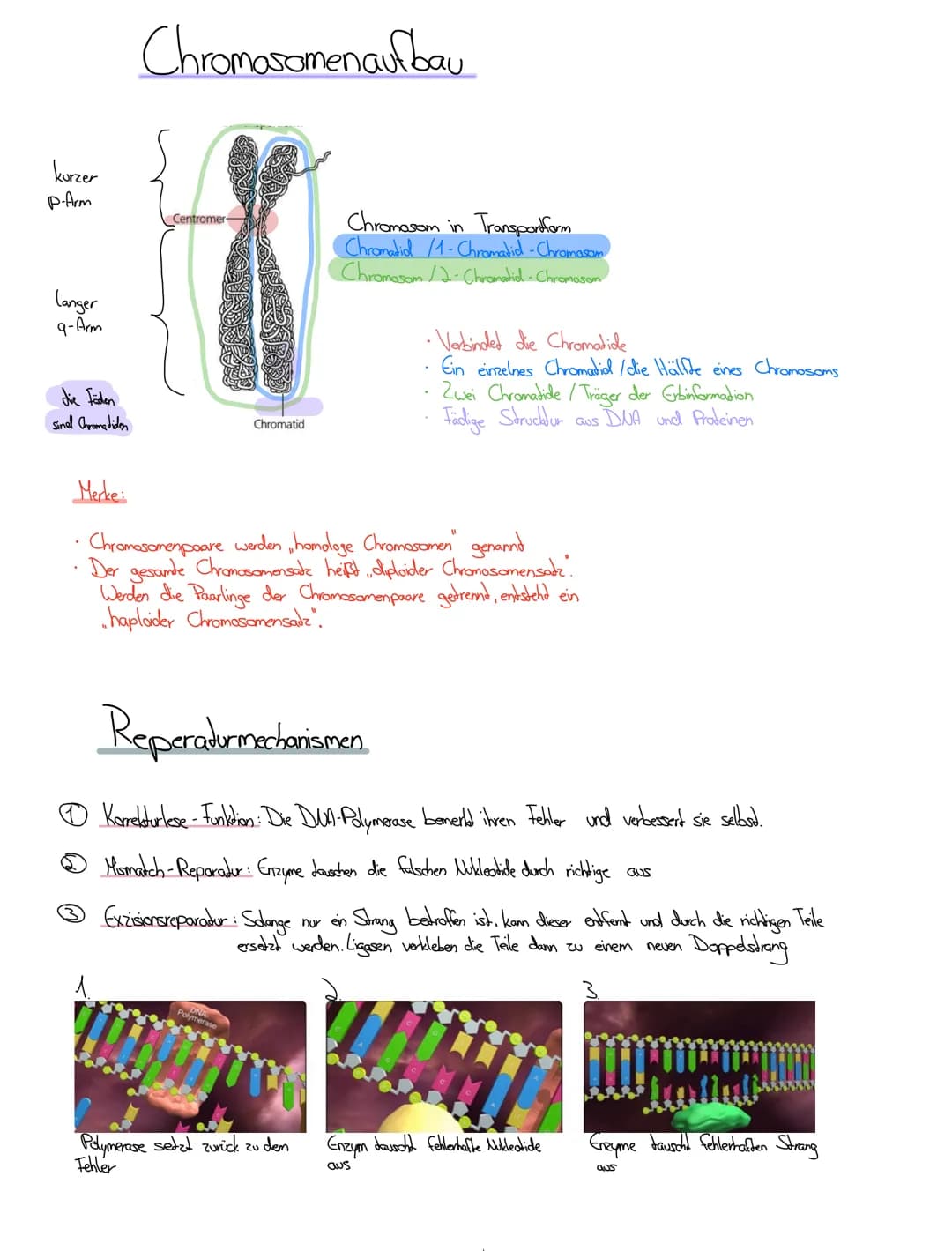 Bioklausur 7.5.2021
® Replikation der DUA
Meselson / Stahl
↳ Chromosomenaufbau
Reparatur mechanismen
Die Meiose: Ablauf und Vergleich
DUA
(D