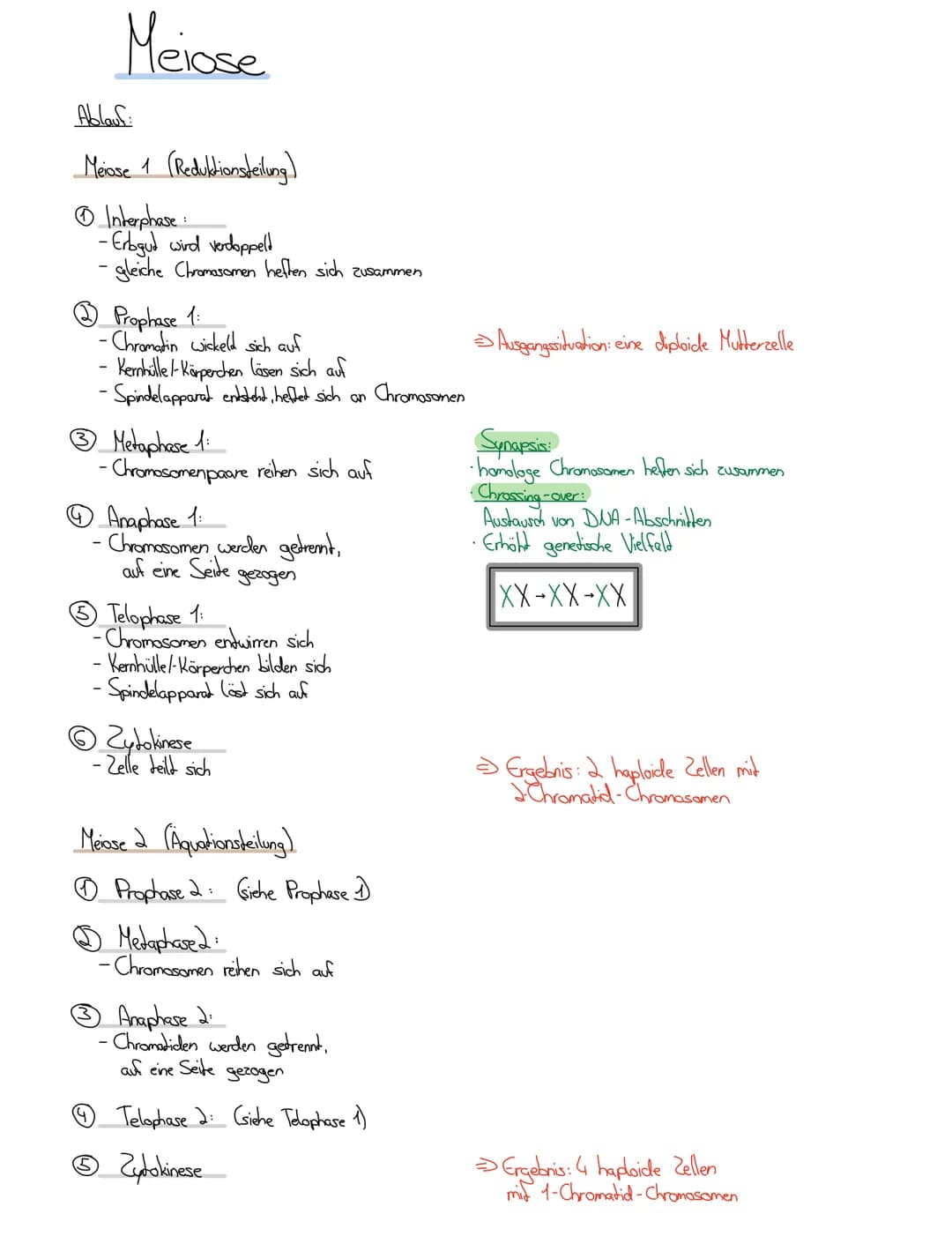 Bioklausur 7.5.2021
® Replikation der DUA
Meselson / Stahl
↳ Chromosomenaufbau
Reparatur mechanismen
Die Meiose: Ablauf und Vergleich
DUA
(D