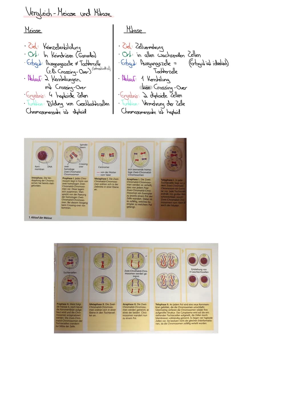 Bioklausur 7.5.2021
® Replikation der DUA
Meselson / Stahl
↳ Chromosomenaufbau
Reparatur mechanismen
Die Meiose: Ablauf und Vergleich
DUA
(D