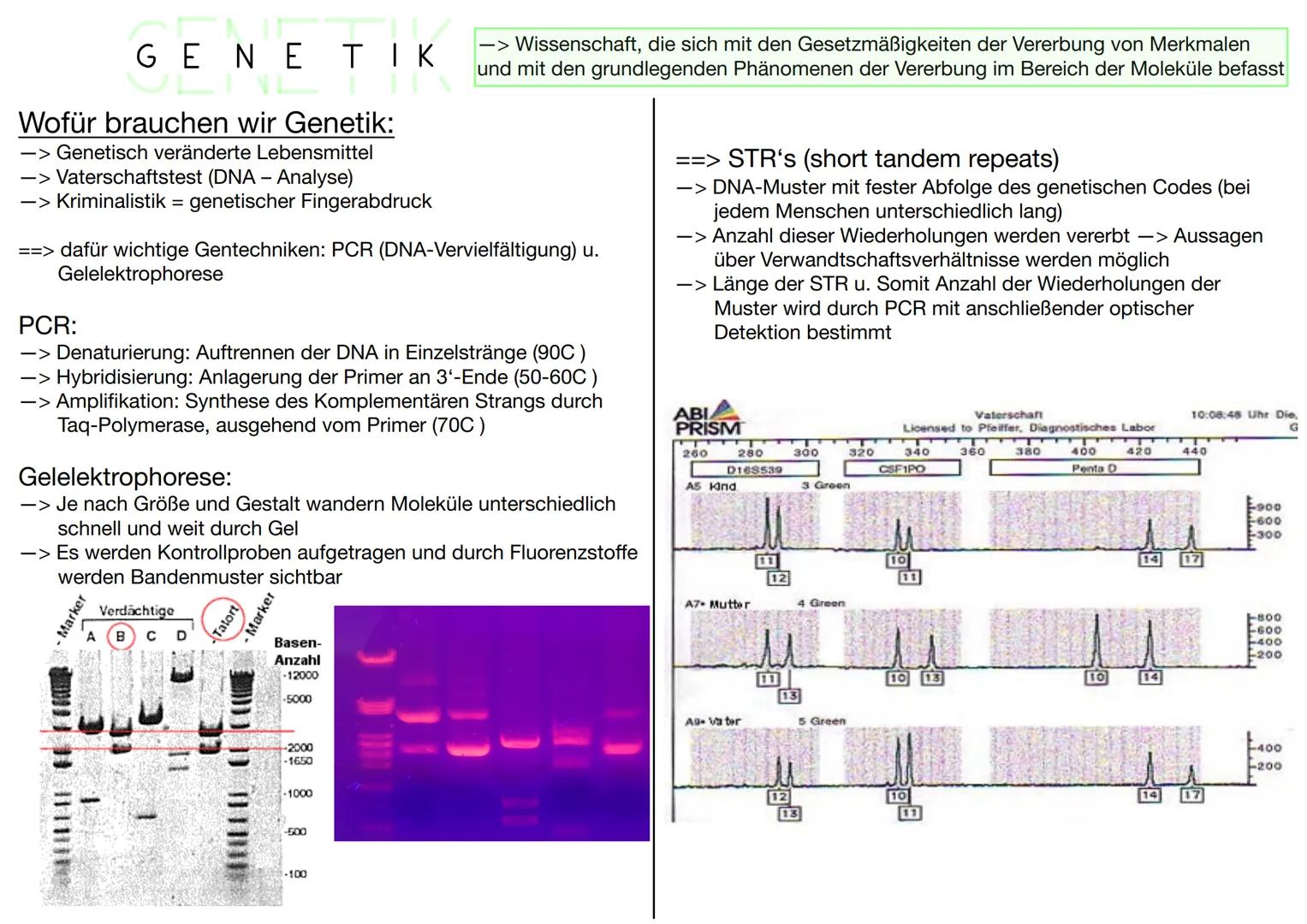# GENETIK

Wofür brauchen wir Genetik:
-> Genetisch veränderte Lebensmittel
-> Vaterschaftstest (DNA – Analyse)
-> Kriminalistik = genetisch