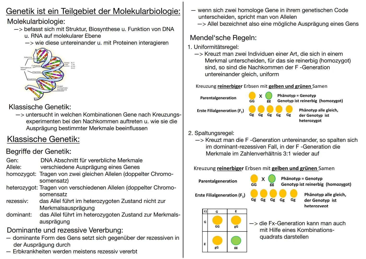 # GENETIK

Wofür brauchen wir Genetik:
-> Genetisch veränderte Lebensmittel
-> Vaterschaftstest (DNA – Analyse)
-> Kriminalistik = genetisch