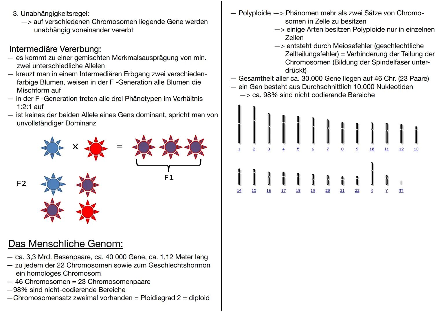 # GENETIK

Wofür brauchen wir Genetik:
-> Genetisch veränderte Lebensmittel
-> Vaterschaftstest (DNA – Analyse)
-> Kriminalistik = genetisch