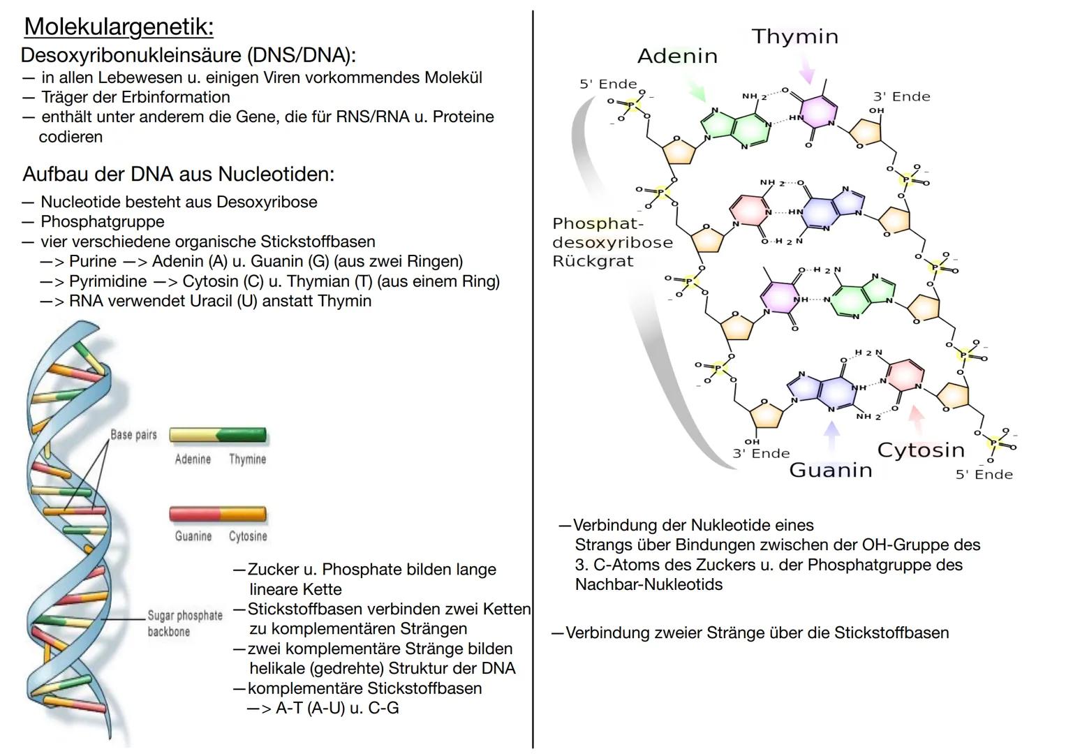 # GENETIK

Wofür brauchen wir Genetik:
-> Genetisch veränderte Lebensmittel
-> Vaterschaftstest (DNA – Analyse)
-> Kriminalistik = genetisch