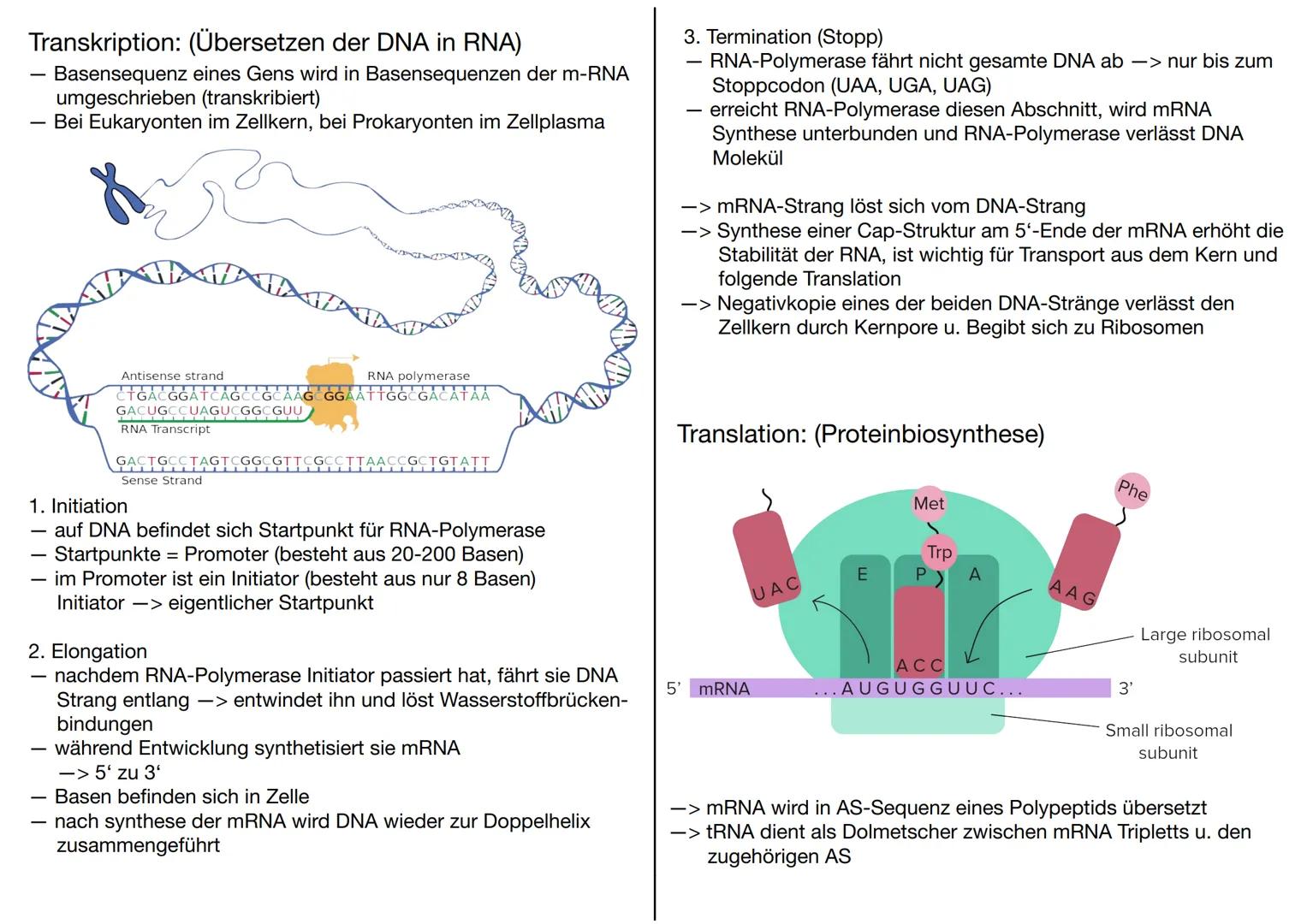 # GENETIK

Wofür brauchen wir Genetik:
-> Genetisch veränderte Lebensmittel
-> Vaterschaftstest (DNA – Analyse)
-> Kriminalistik = genetisch