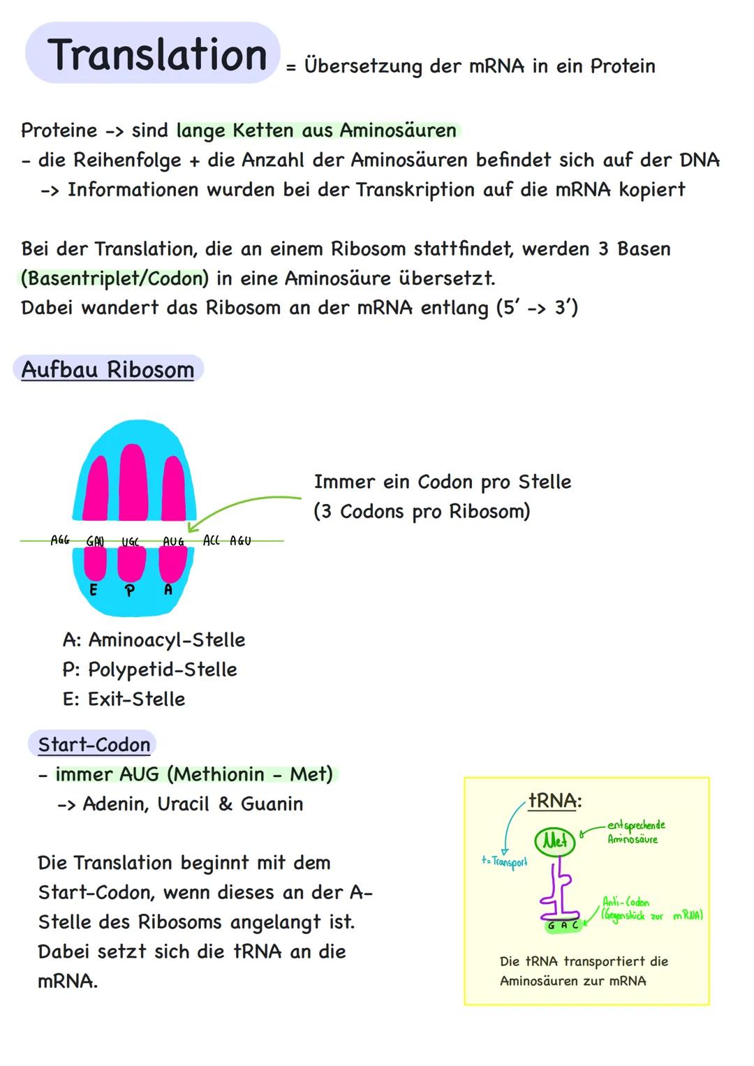 Genetik Übersicht
Zytologie
Aufbau DNA
DNA-Replikation
Proteinbiosynthese
Transkription
Translation
Code Sonne
Genregulation
Substrat-Indukt