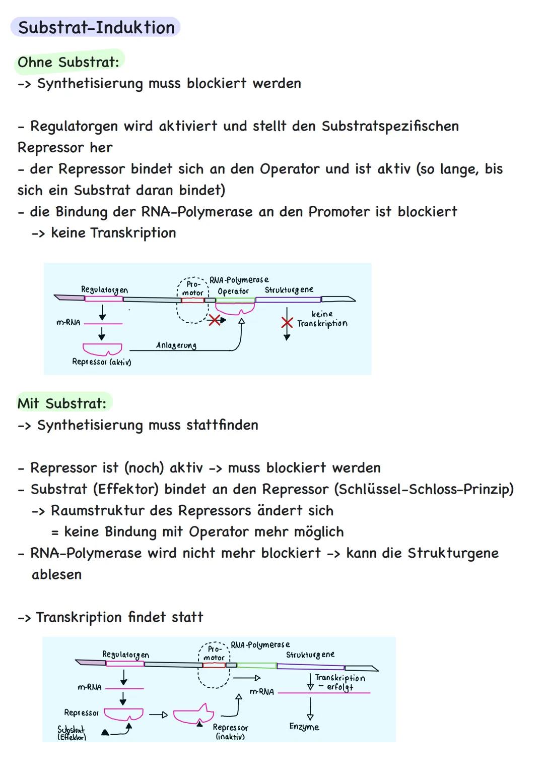 Genetik Übersicht
Zytologie
Aufbau DNA
DNA-Replikation
Proteinbiosynthese
Transkription
Translation
Code Sonne
Genregulation
Substrat-Indukt