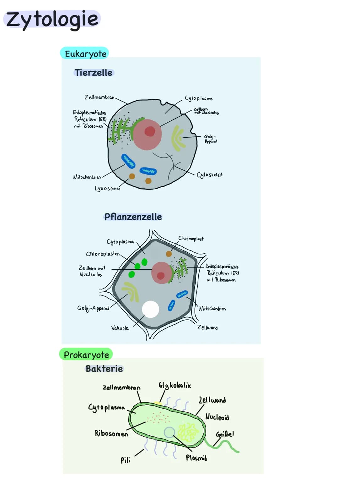 Genetik Übersicht
Zytologie
Aufbau DNA
DNA-Replikation
Proteinbiosynthese
Transkription
Translation
Code Sonne
Genregulation
Substrat-Indukt