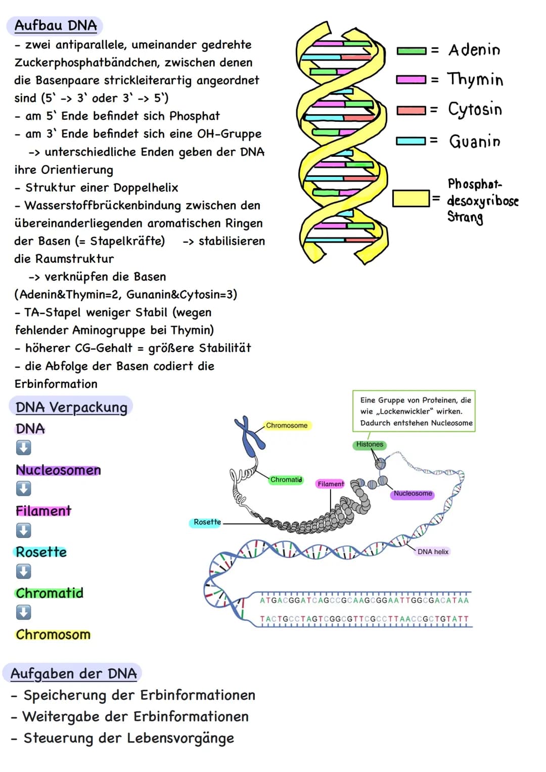 Genetik Übersicht
Zytologie
Aufbau DNA
DNA-Replikation
Proteinbiosynthese
Transkription
Translation
Code Sonne
Genregulation
Substrat-Indukt