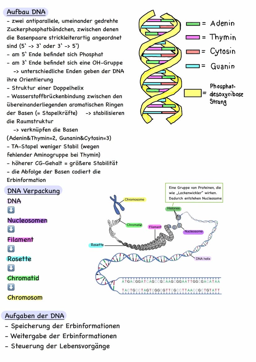 Genetik Übersicht
Zytologie
Aufbau DNA
DNA-Replikation
Proteinbiosynthese
Transkription
Translation
Code Sonne
Genregulation
Substrat-Indukt