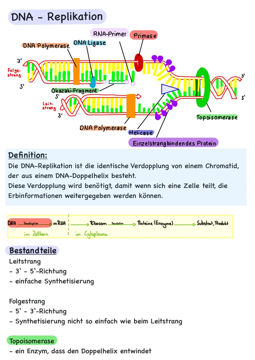 Genetik Übersicht
Zytologie
Aufbau DNA
DNA-Replikation
Proteinbiosynthese
Transkription
Translation
Code Sonne
Genregulation
Substrat-Indukt