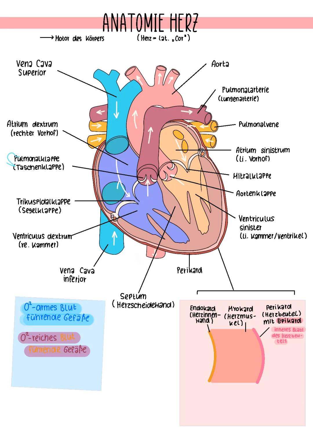 Herz Anatomie (MFA Bay. LF5)