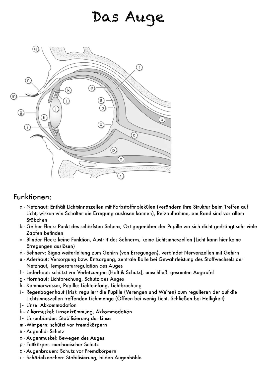Das Auge (Aufbau, Funktion, Farbensehen, Hell- und Dunkelwahrnehmung, Kurz- und Weitsichtigkeit, Akkomodation und Adaption)