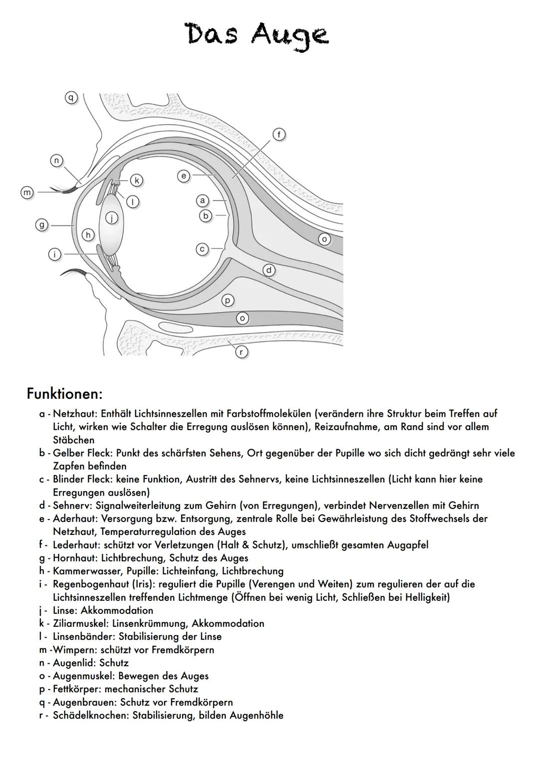 m
q
Das Auge
Funktionen:
a - Netzhaut: Enthält Lichtsinneszellen mit Farbstoffmolekülen (verändern ihre Struktur beim Treffen auf
Licht, wir