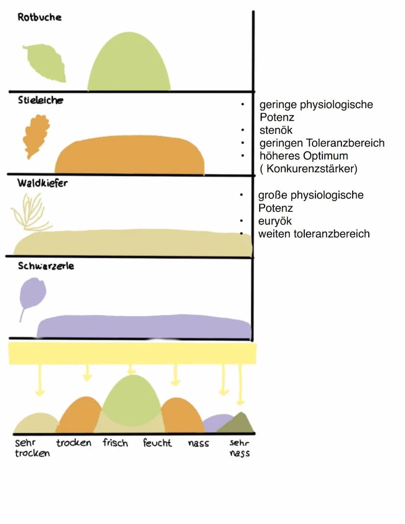Ökosystem:
Gesamtheit aus Biozönose und Biotop
Ein Ökosystem umfasst den Lebensraum, die darin vorkommenden
Lebewesen und alle Wechselwirkun