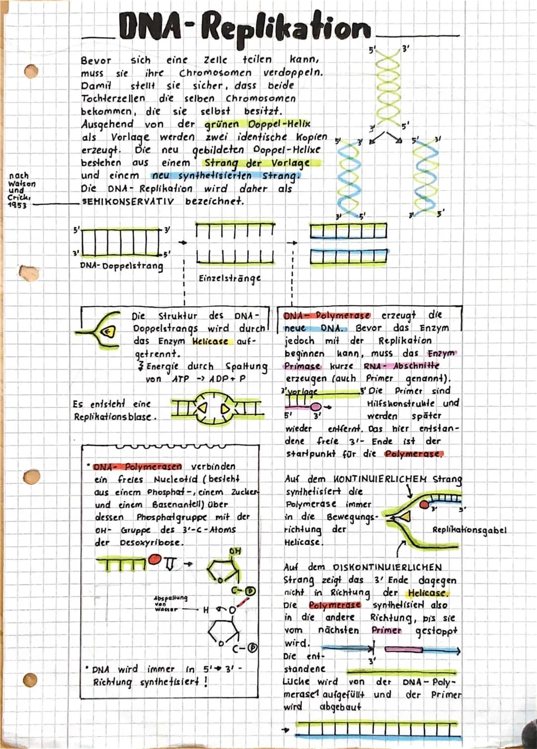 DNA Replikation 