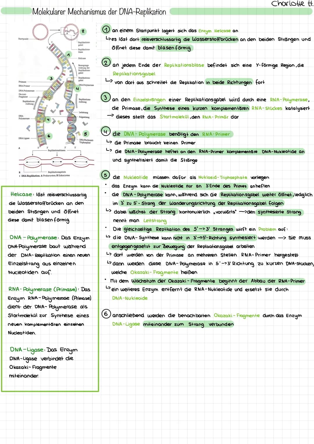 Molekularer Mechanismus der DNA-Replikation