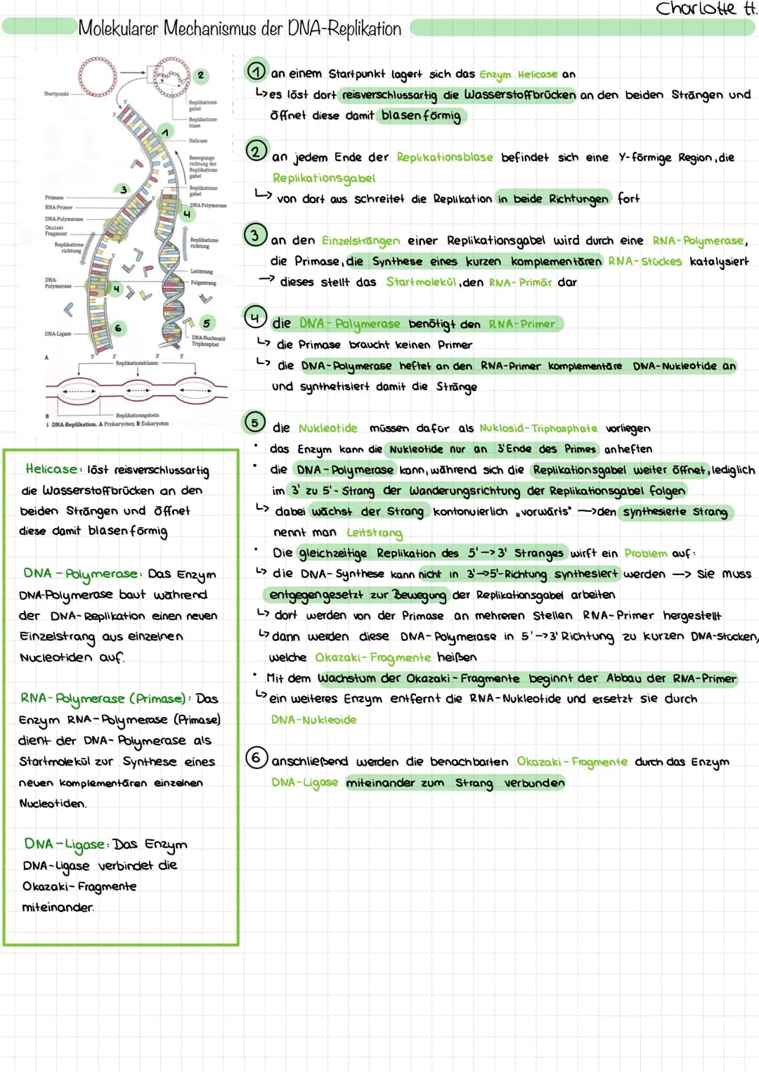 Startpunkt
Primase
RNA Primer
DNA Polymerase
OKAZAK
Fragment
Replikations
richtung
DNA
Polymerase
Molekularer Mechanismus der DNA-Replikatio