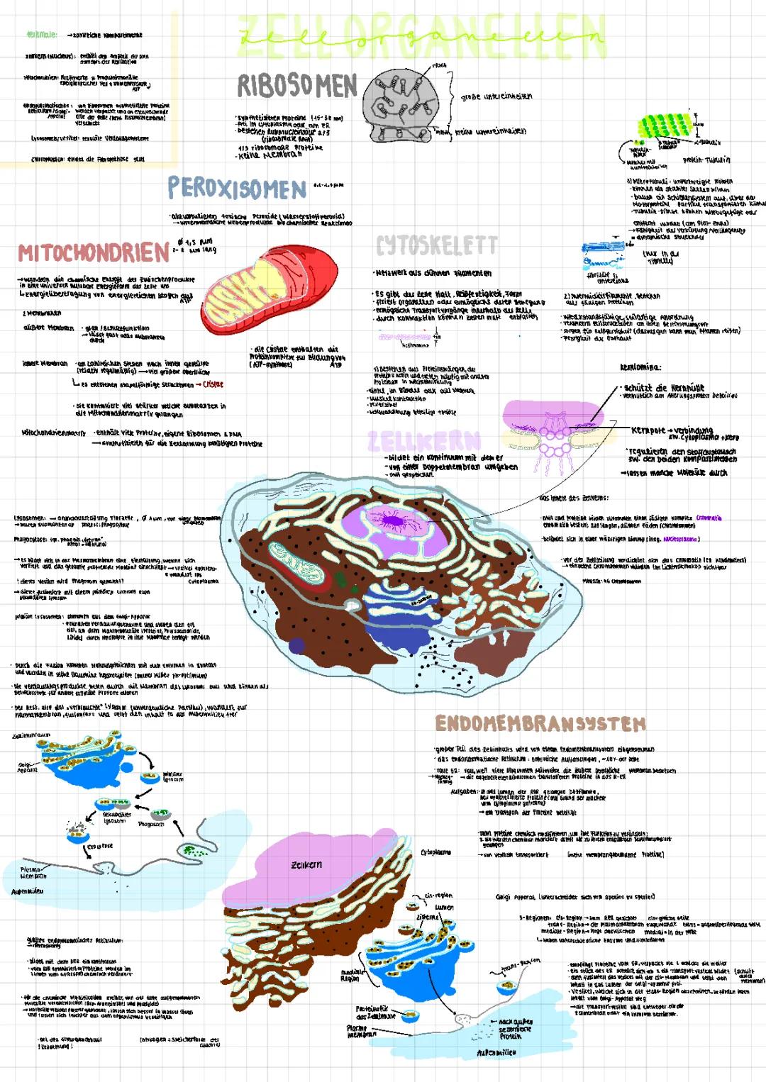 zellorganellen