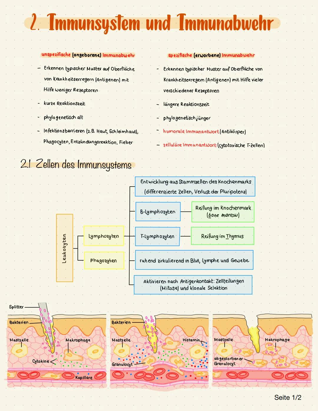 2. Immunsystem und Immunabwehr

unspezifische (angeborene) Immunabwehr

- Erkennen typischer Muster auf Oberfläche
von Krankheitserregern (A