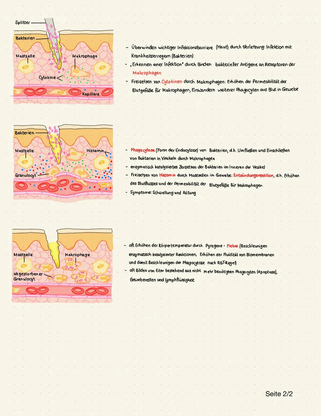 2. Immunsystem und Immunabwehr

unspezifische (angeborene) Immunabwehr

- Erkennen typischer Muster auf Oberfläche
von Krankheitserregern (A