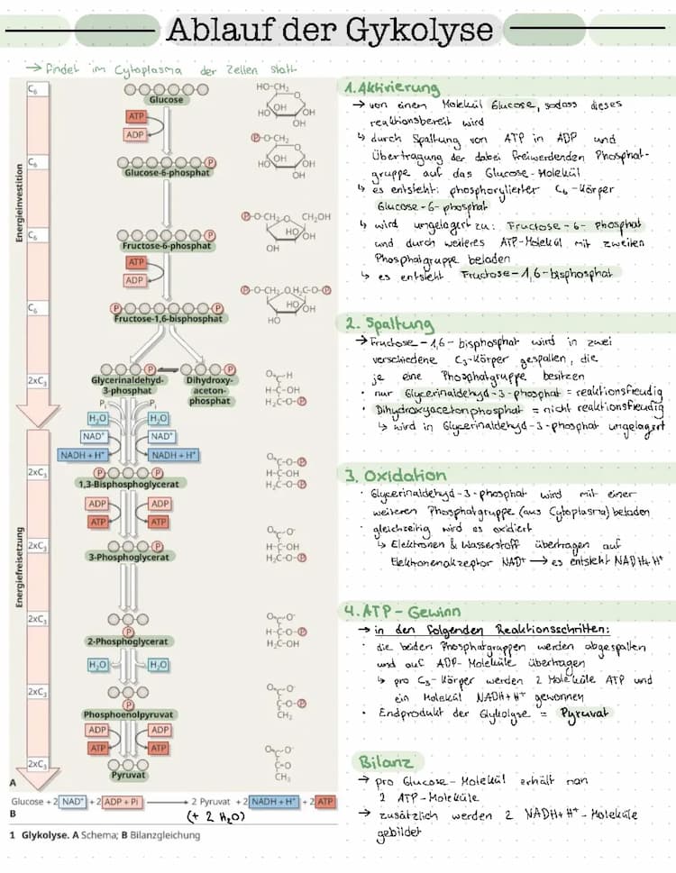 Know Ablauf Glykolyse thumbnail