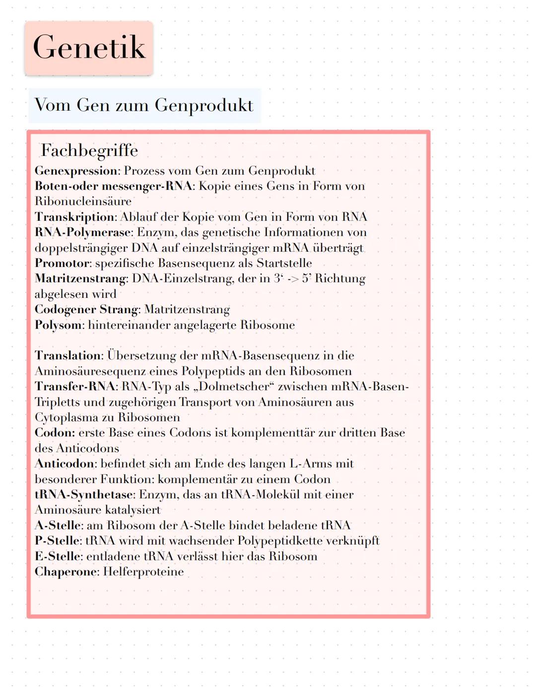 Genetik
Vom Gen zum Genprodukt
Fachbegriffe
Genexpression: Prozess vom Gen zum Genprodukt
Boten-oder messenger-RNA: Kopie eines Gens in Form