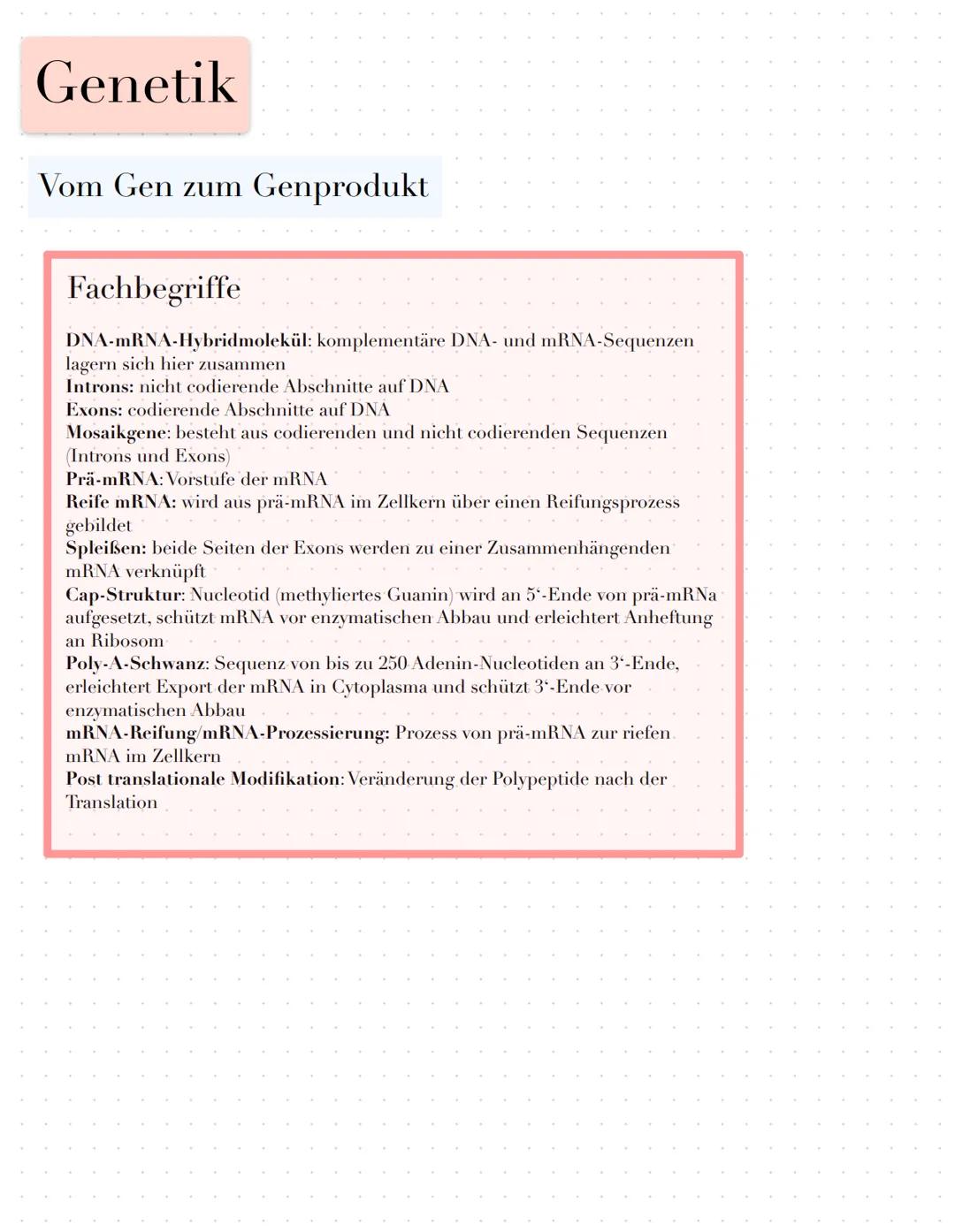 Genetik
Vom Gen zum Genprodukt
Fachbegriffe
Genexpression: Prozess vom Gen zum Genprodukt
Boten-oder messenger-RNA: Kopie eines Gens in Form