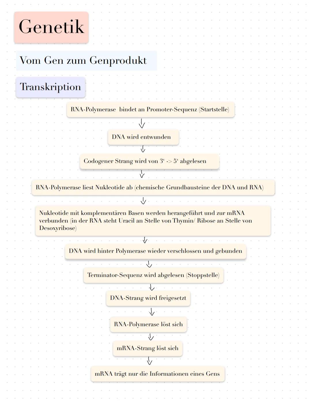 Genetik
Vom Gen zum Genprodukt
Fachbegriffe
Genexpression: Prozess vom Gen zum Genprodukt
Boten-oder messenger-RNA: Kopie eines Gens in Form