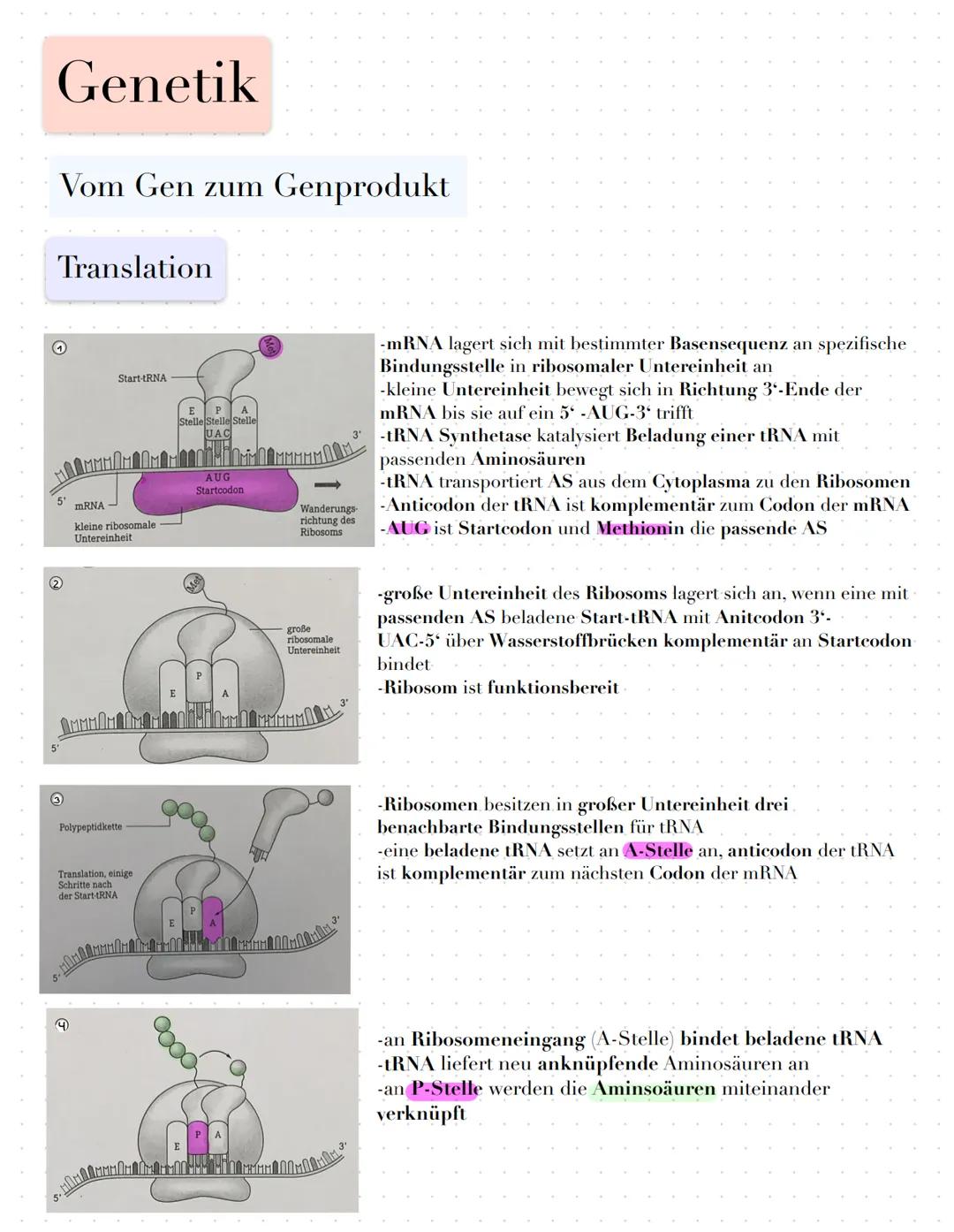 Genetik
Vom Gen zum Genprodukt
Fachbegriffe
Genexpression: Prozess vom Gen zum Genprodukt
Boten-oder messenger-RNA: Kopie eines Gens in Form