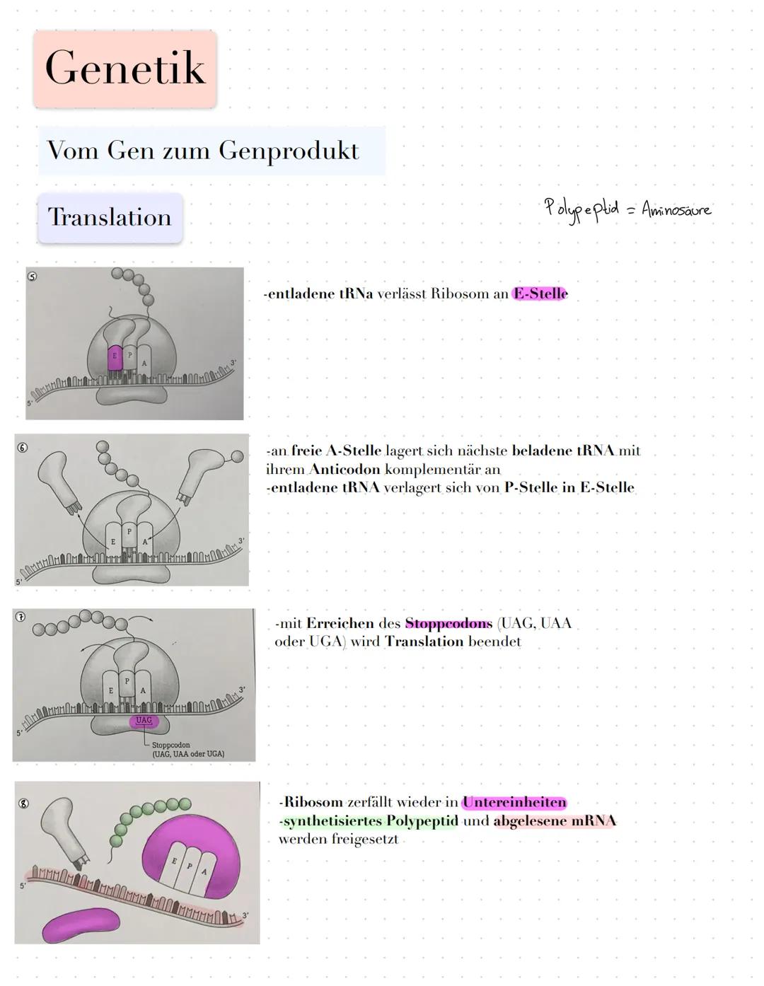Genetik
Vom Gen zum Genprodukt
Fachbegriffe
Genexpression: Prozess vom Gen zum Genprodukt
Boten-oder messenger-RNA: Kopie eines Gens in Form