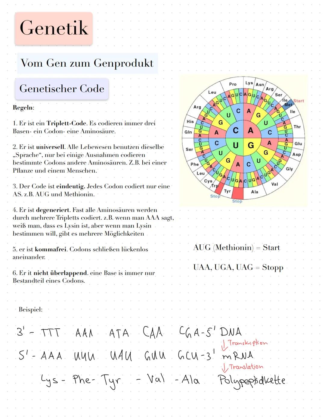 Genetik
Vom Gen zum Genprodukt
Fachbegriffe
Genexpression: Prozess vom Gen zum Genprodukt
Boten-oder messenger-RNA: Kopie eines Gens in Form