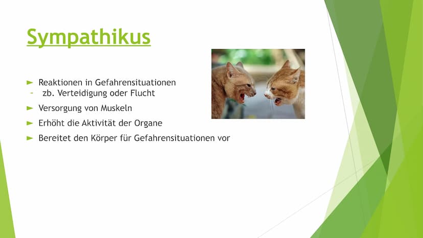Nervensysteme Inhaltsverzeichnis
Nervensystem/ Nervenzellen
► Zentrale Nervensystem
Periphere Nervensystem
►Somatische Nervensystem
► Vegeta