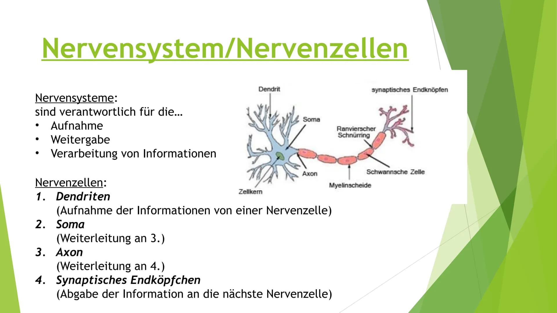 Nervensysteme Inhaltsverzeichnis
Nervensystem/ Nervenzellen
► Zentrale Nervensystem
Periphere Nervensystem
►Somatische Nervensystem
► Vegeta